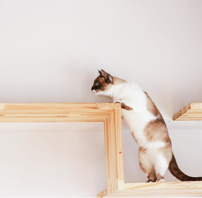 キャットウォークに乗る猫