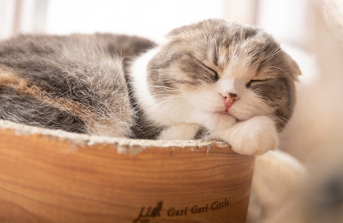 猫が気持ちよさそうに寝ている様子